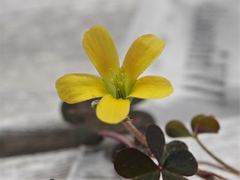 Oxalis corniculata corniculata