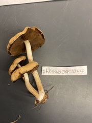 Psathyrella atrospora