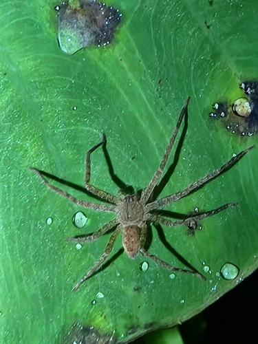 Pantropical Huntsman Spider