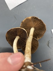 Psathyrella atrospora
