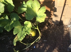 Cucurbita maxima maxima