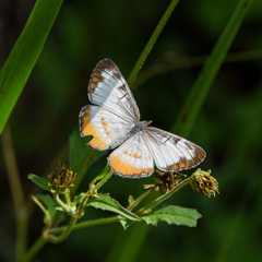 Mestra amymone
