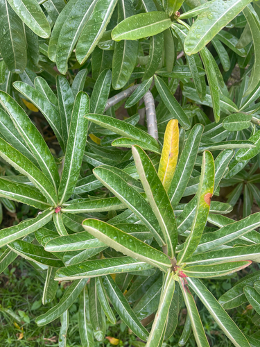 Adenium obesum