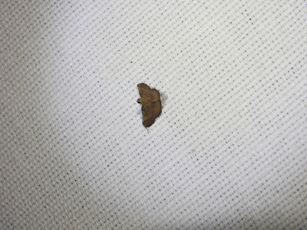 Butterflies and Moths from Kanda Range, Uttarakhand 244715, India on ...