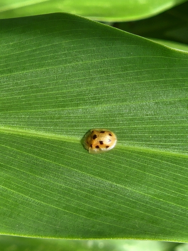 Aspidimorphini