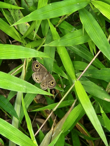 Ypthima stellera Eschscholtz, 1821