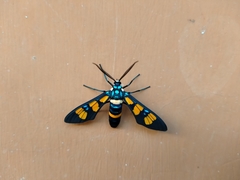 Euchromia horsfieldi