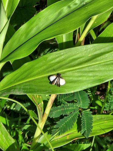 Aeromachus plumbeola (Felder, 1867)