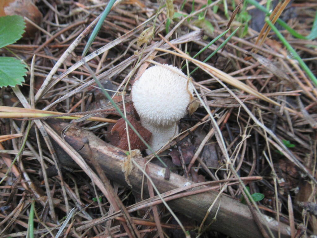 Lycoperdon perlatum · August 2025 · photo: © smsergey (iNaturalist, cc-by-nc)