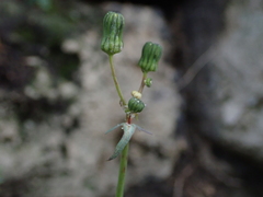 Sonchus oleraceus