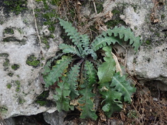 Arabidopsis arenosa