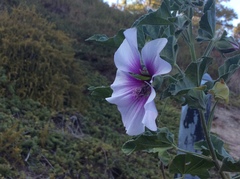 Malva subovata bicolor