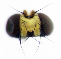 Liriomyza flavocentralis