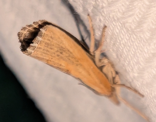 Sod Webworm Moth photo 4