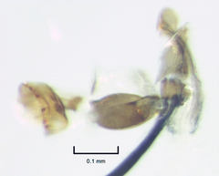 Liriomyza flavocentralis