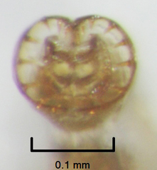Liriomyza flavocentralis