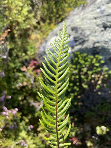 deer fern