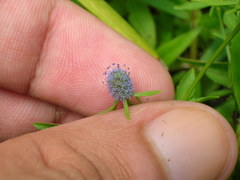 Eryngium prostratum