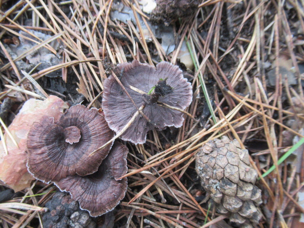 Thelephora caryophyllea · August 2025 · photo: © smsergey (iNaturalist, cc-by-nc)