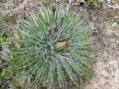 Agave schidigera