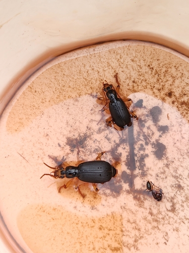 Brachininae