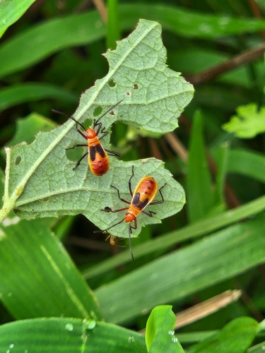 Dysdercus poecilus