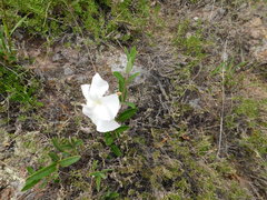 Mandevilla hypoleuca