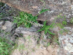 Thyrsanthemum floribundum