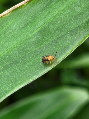 Dactylispa vittula (Chapuis, 1876)