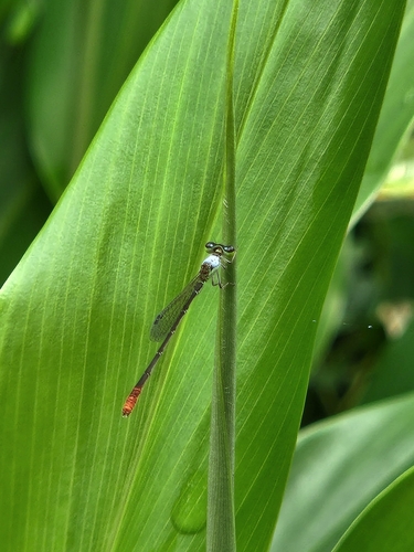 Agriocnemis femina (Brauer, 1868)