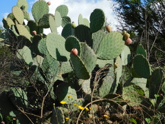 Opuntia joconostle