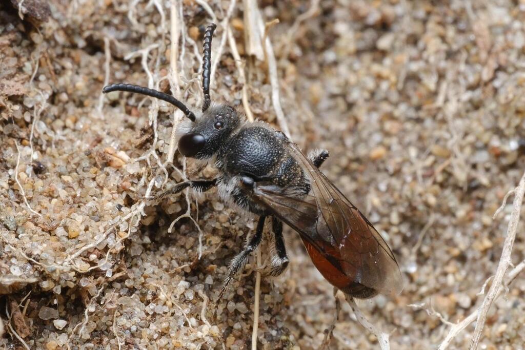 Sandpit Blood Bee