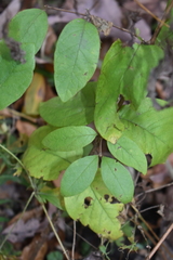 Lonicera canadensis