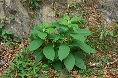 Phytolacca japonica