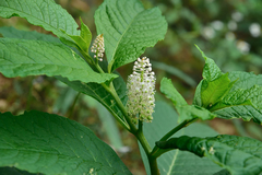 Phytolacca japonica