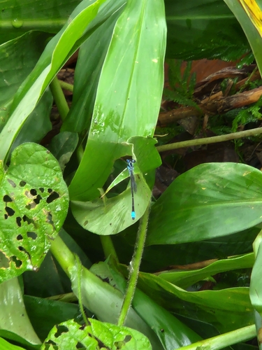 Narrow-winged Damselflies