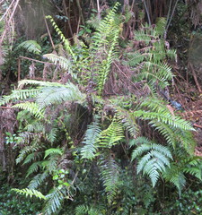 Blechnum novae-zelandiae