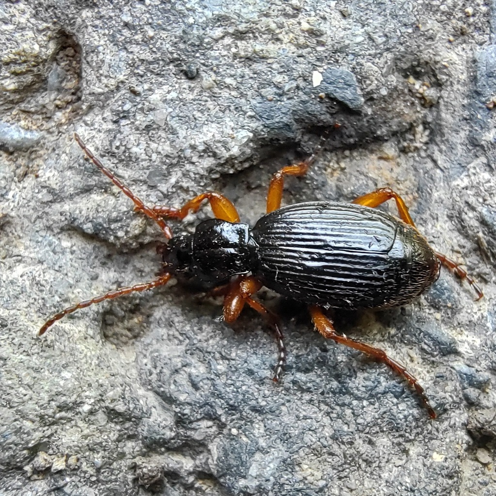 Aptinus bombarda