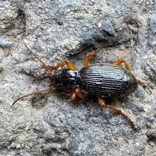 Aptinus bombarda