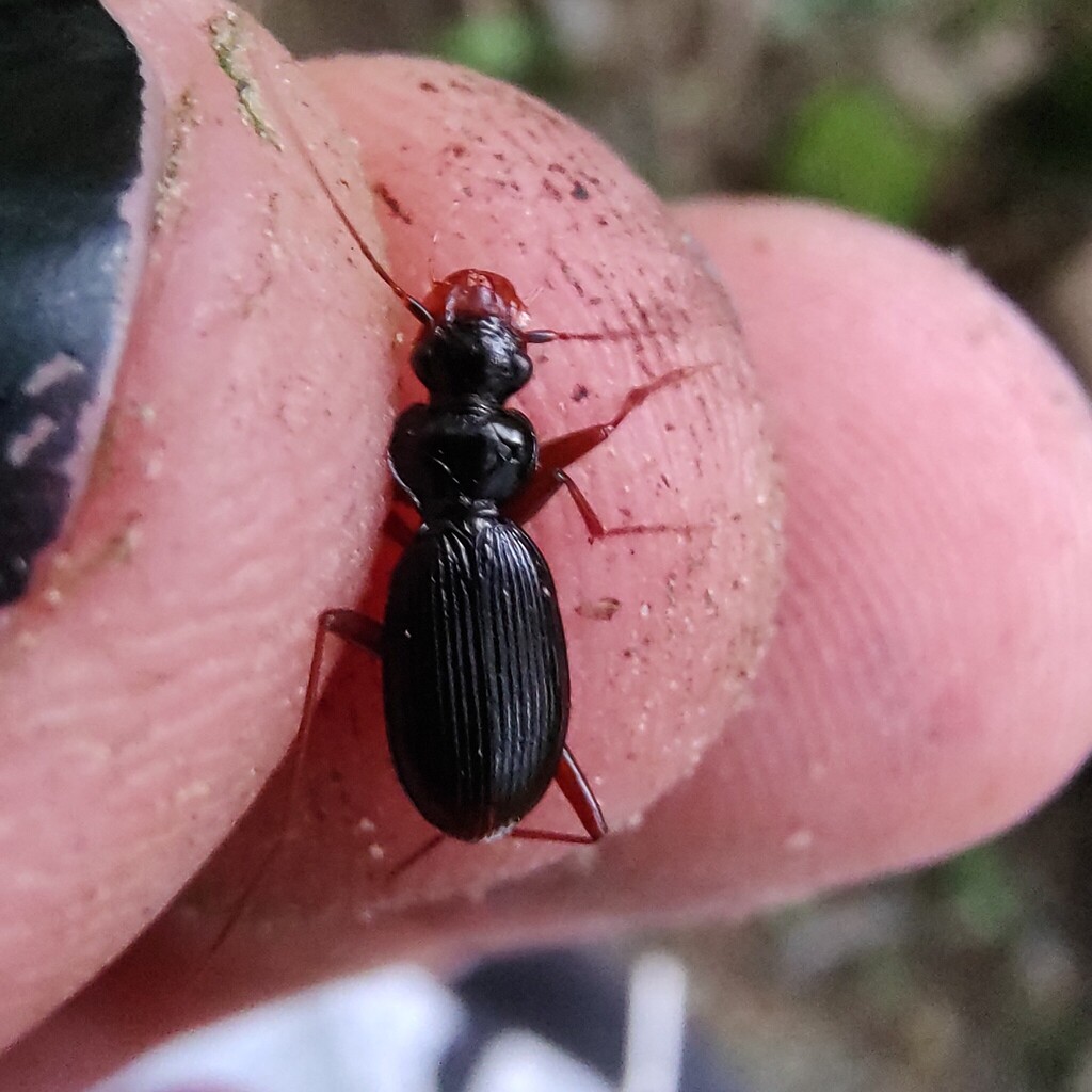 Leistus piceus