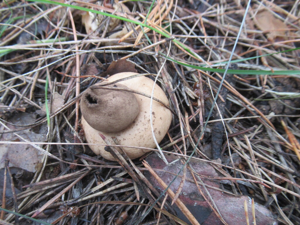 Geastrum fimbriatum · August 2025 · photo: © smsergey (iNaturalist, cc-by-nc)