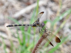 Dythemis velox