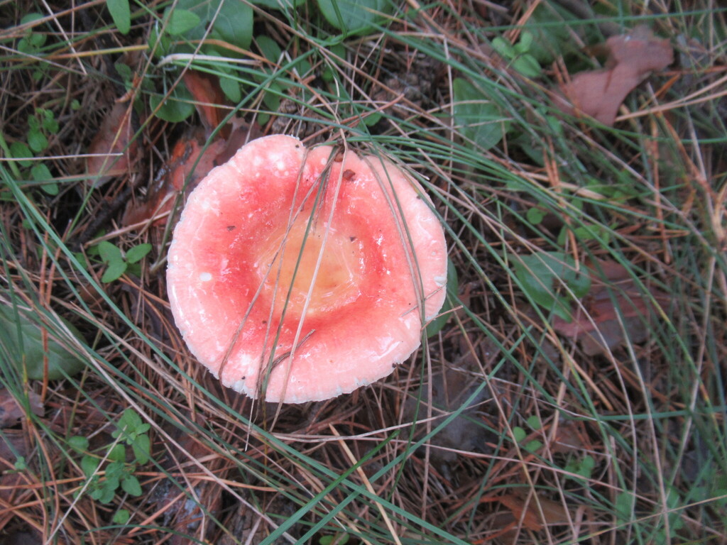 Russula sanguinea