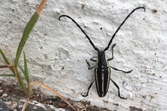 Sphaenothecus trilineatus