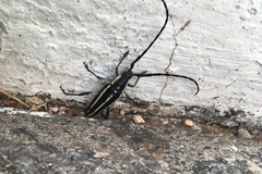 Sphaenothecus trilineatus