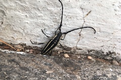 Sphaenothecus trilineatus