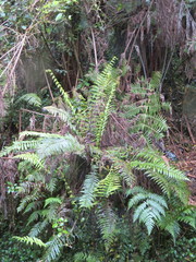 Blechnum novae-zelandiae
