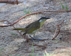 Gavicalis versicolor