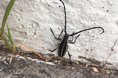 Sphaenothecus trilineatus