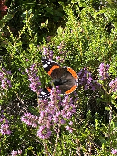 Red Admiral